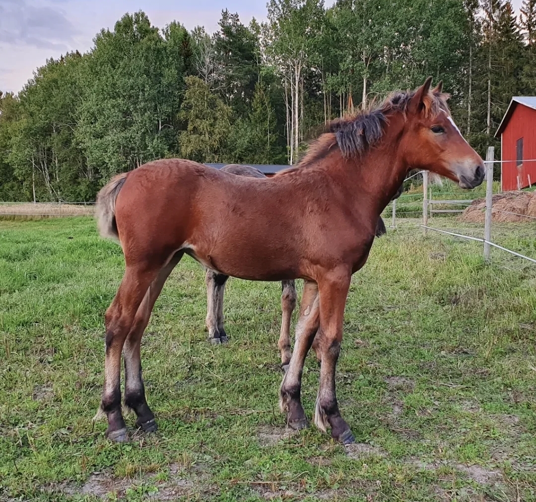 Wessla som föl, foto uppföraren.